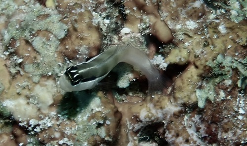 Ecsenius bandanus
