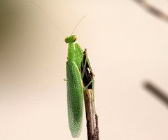 Tropidomantis tenera