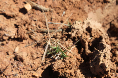 Chloris pectinata iNat (2)