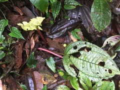 Monolena primuliflora