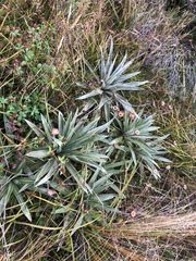 Celmisia semicordata