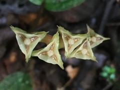 Monolena primuliflora