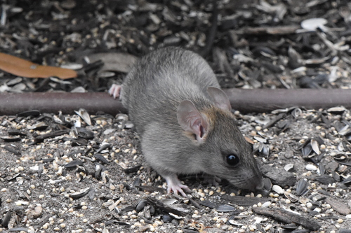 Rattus