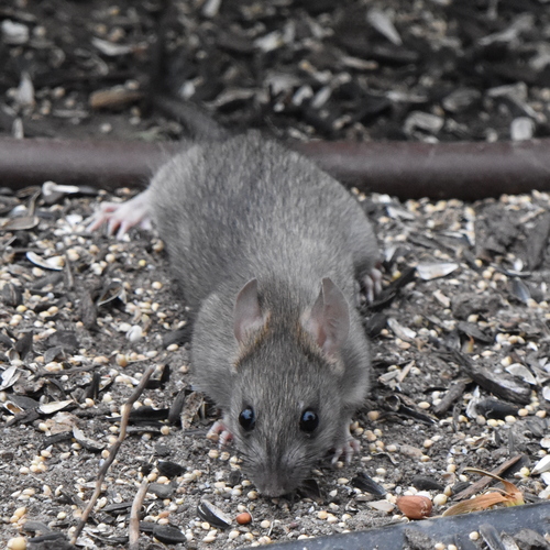 Black Rat