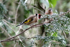 Carduelis carduelis
