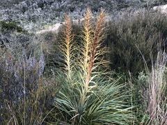 Aciphylla glaucescens