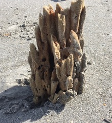 Callyspongia aculeata