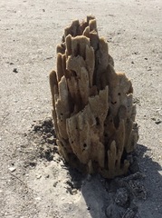 Callyspongia aculeata