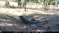 Sciurus nayaritensis apache