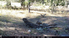 Sciurus nayaritensis apache