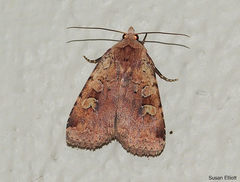 Diarsia jucunda