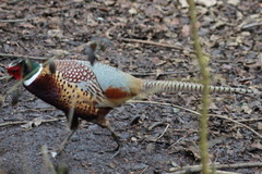 Phasianus colchicus torquatus
