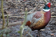 Phasianus colchicus torquatus