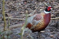 Phasianus colchicus torquatus