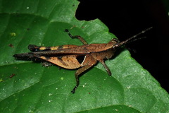 Xiphiola cyanoptera