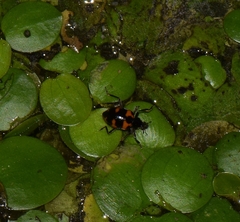 Coleomegilla occulta