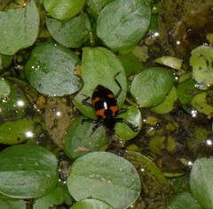 Coleomegilla occulta