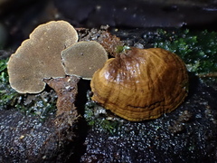 Phylloporia