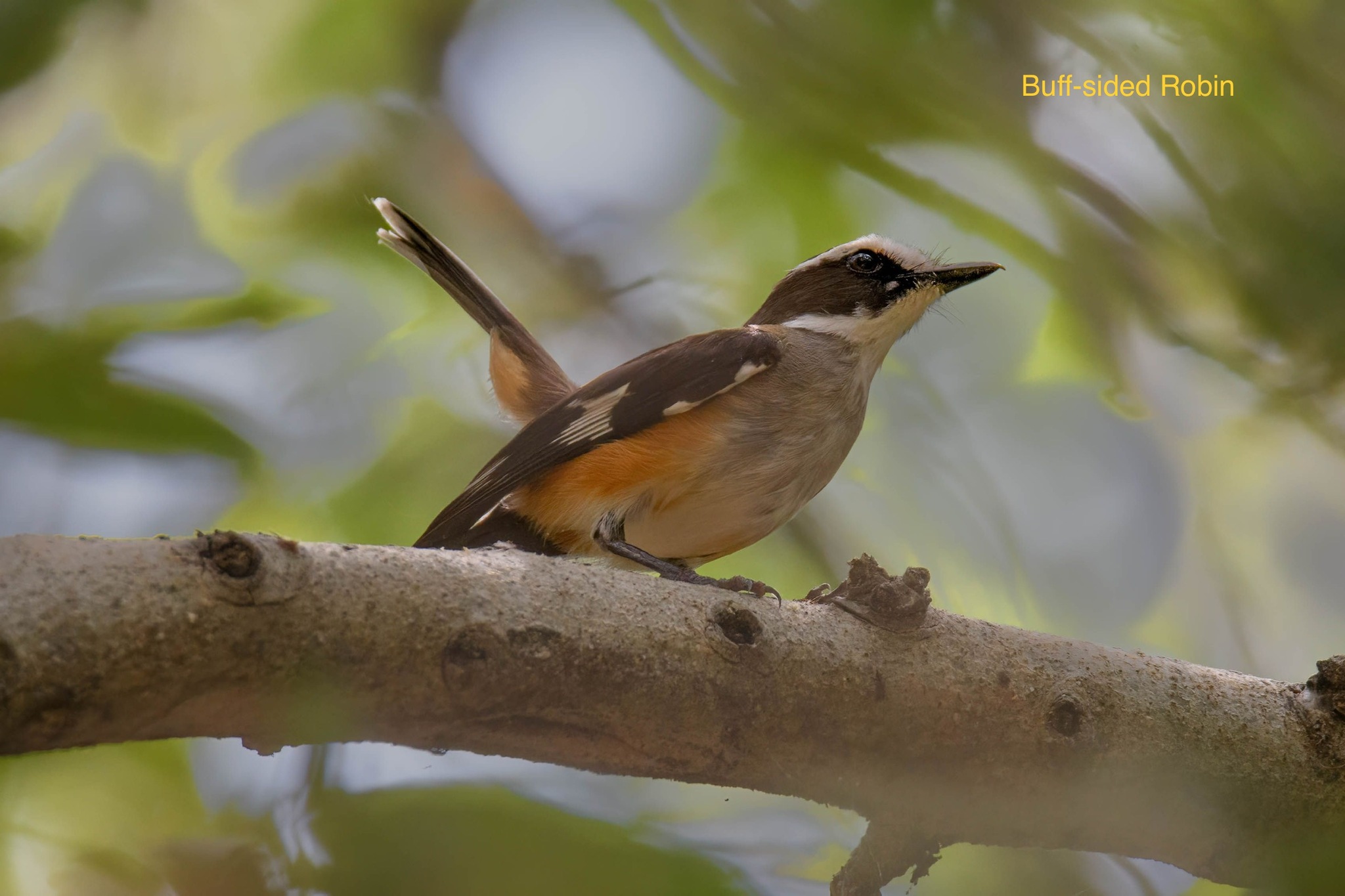 Buff-sided Robin (Poecilodryas cerviniventris), photo 1