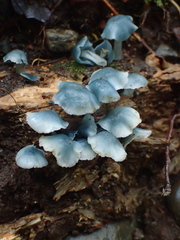 Clitocybula azurea