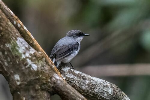 Mangrove Robin (Melanodryas pulverulenta), photo 3