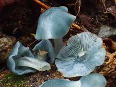 Clitocybula azurea