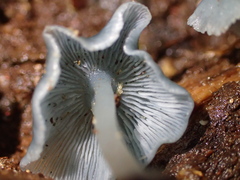 Clitocybula azurea