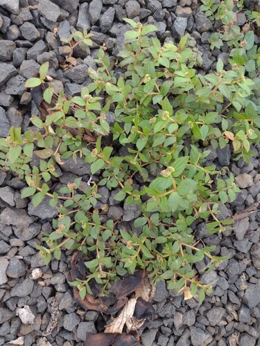 Euphorbia ophthalmica, 2023-09-11
