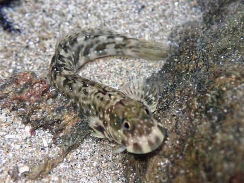 Peacock blenny (Istiblennius meleagris) — Blenniidae — 3