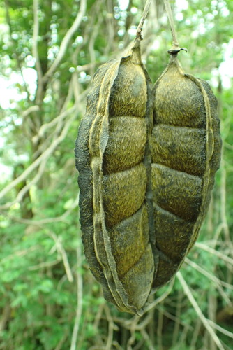 Mucuna gigantea iNat (2)