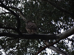 Bubo virginianus nacurutu