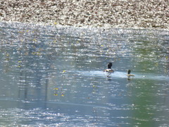 Podilymbus podiceps