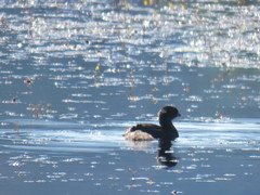 Podilymbus podiceps