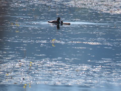 Podilymbus podiceps