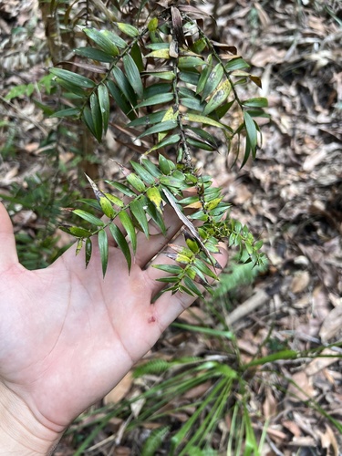 Bunya (Araucaria bidwillii)