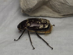Dermolepida albohirtum