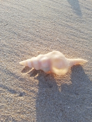 Triplofusus giganteus