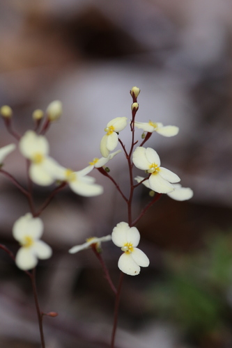 Stylidium acuminatum (Stylidium acuminatum)