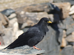 Alpine Chough photo 2