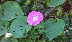 Ipomoea mairetii