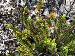 Veronica brachysiphon