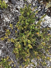 Veronica brachysiphon