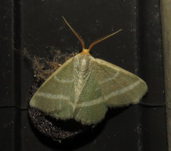 Mixocera latilineata