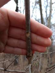 Fraxinus pennsylvanica subintegerrima