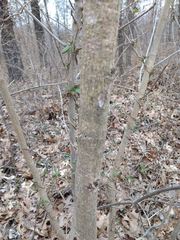 Fraxinus pennsylvanica subintegerrima