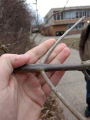 Fraxinus pennsylvanica subintegerrima