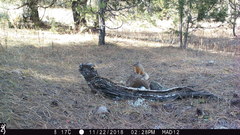 Sciurus nayaritensis apache