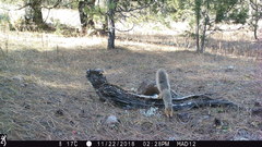 Sciurus nayaritensis apache