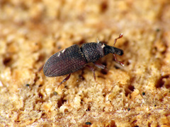 Dryophthorus americanus