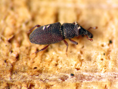 Dryophthorus americanus